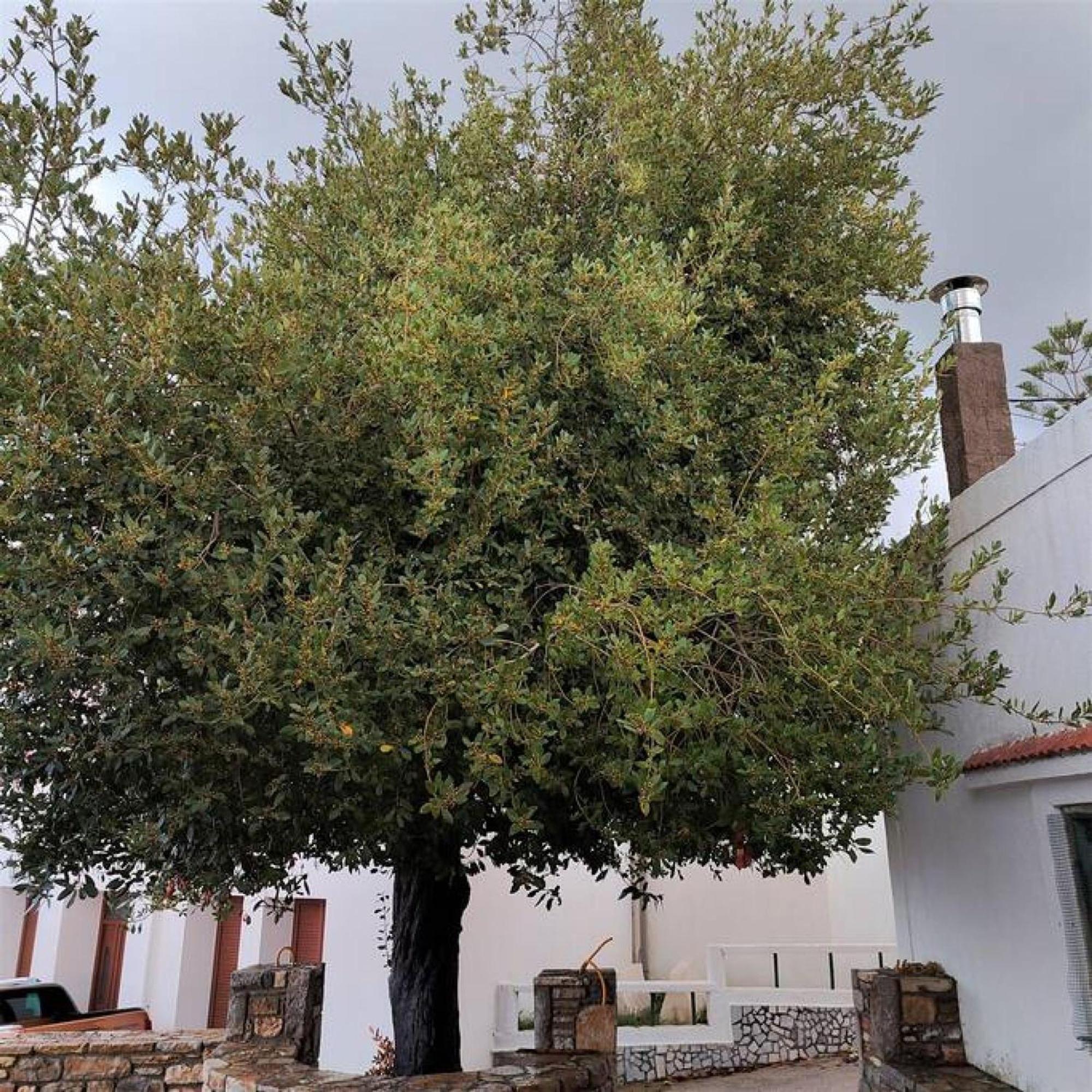 Laurel Lk Houses In Kritinia Rhodes Εξωτερικό φωτογραφία